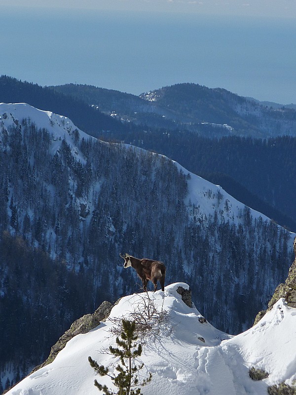 Chamois : Celui-ci prend la pause sur fond de Méditerranée !!!

Il n'y a que chez nous qu'on peut voir ça !