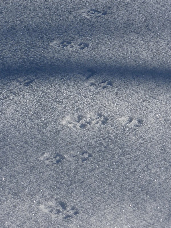 Traces de loup ? : Les spécialistes peuvent-ils confirmer ? 

La dimension était impressionnante : Une rondelle de baton !