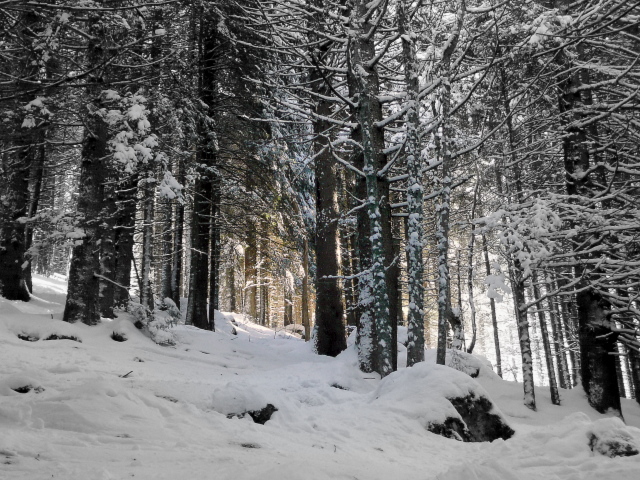 #6 Forêt Martinette : qui passe étonnement bien Forêt Martinette : qui passe étonnement bien