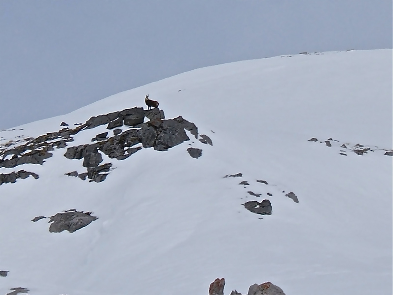 #7 Palù en Tanaro : Les dernières pentes gardées par un Chamois. Palù en Tanaro : Les dernières pentes gardées par un Chamois.
