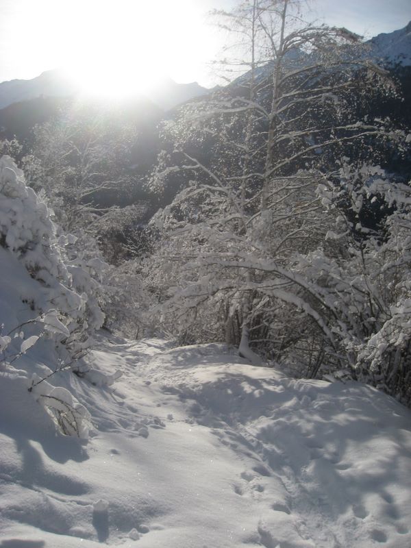 #3 Sentier : Les arbres sont chargés de la neige de la soirée Sentier : Les arbres sont chargés de la neige de la soirée