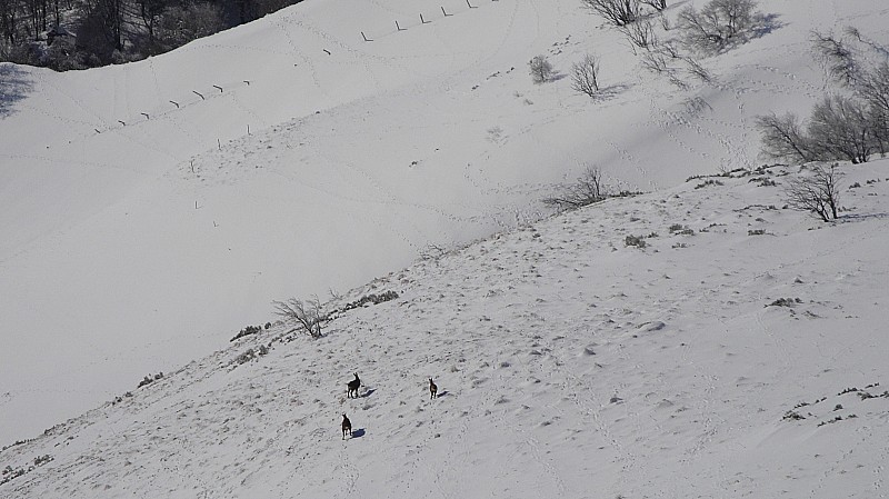 #2 Bestiaux : Du coté de la Vallée de Chaudefour......les ptits points à la jumelle... Bestiaux : Du coté de la Vallée de Chaudefour......les ptits points à la jumelle...