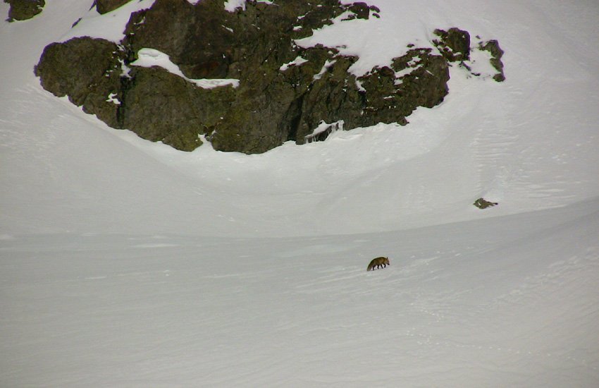 Maitre Renard qui nous a accompagné un moment à la montée et nous a attendu pour notre descente