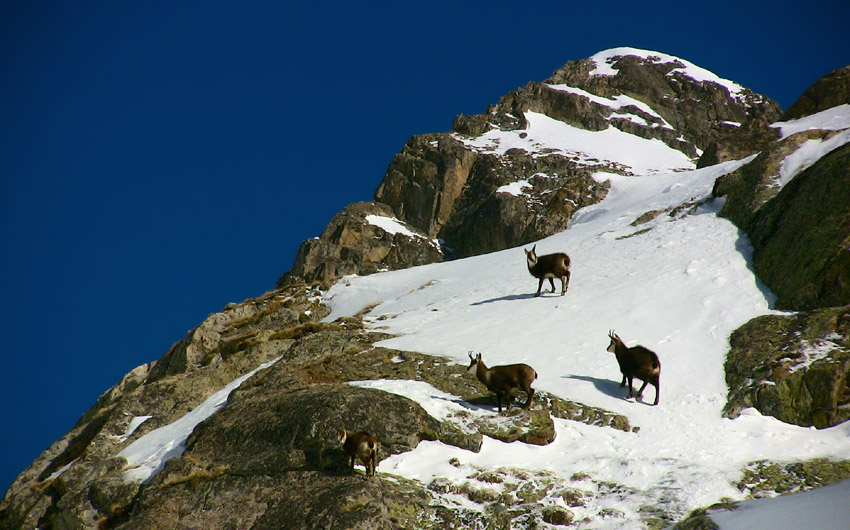 Beaucoup de Chamois dans la gordolasque