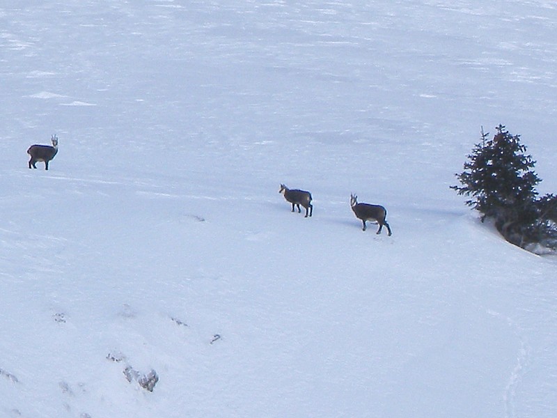 #1 La Combe ratin : et ses habitants La Combe ratin : et ses habitants