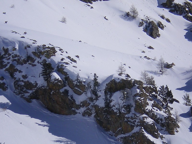 #3 Capelet S : Les chamois n Capelet S : Les chamois n'étaient pas disposés à prendre la pose du coup le cadrage ...
