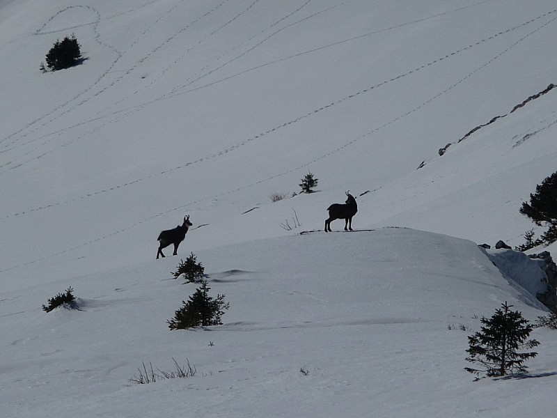 #2 chamois : c chamois : c'est toujours sympa de les voir