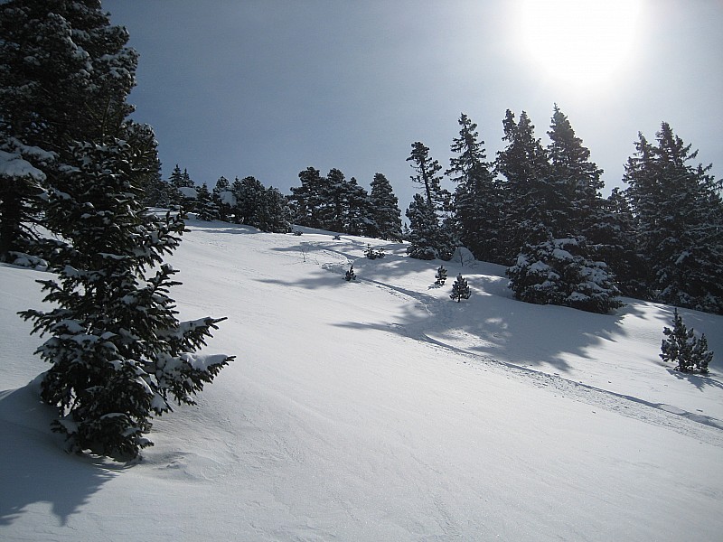 #3 2eme passage : Petit slalom entre les sapins ! 2eme passage : Petit slalom entre les sapins !