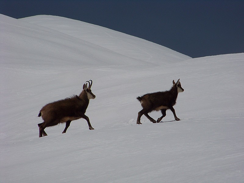 #1 chamois : La faune locale, pas stressée par notre descente. chamois : La faune locale, pas stressée par notre descente.