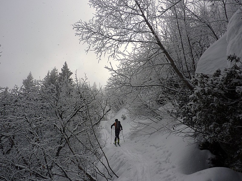 #1 sortie des bois : L sortie des bois : L'hiver est toujours là!