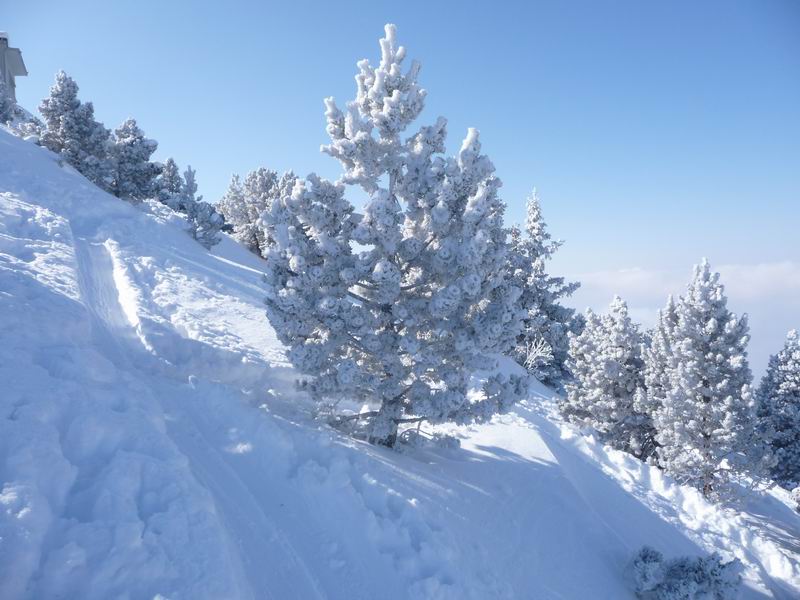 #2 Arbre givré Arbre givré