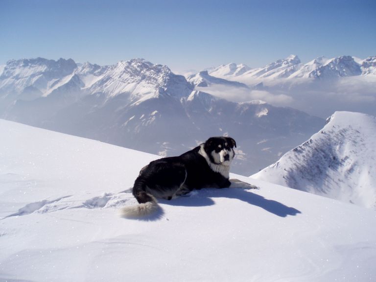 #4 laton SE 3 : Un chien accompagnateur de rando ! Qui se la coule douce au sommet ! laton SE 3 : Un chien accompagnateur de rando ! Qui se la coule douce au sommet !