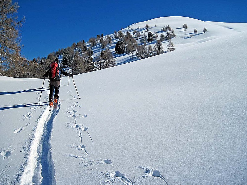 #1 Mourre-Froid/Queyras : Sortie des bois, le sommet est en vue. Mourre-Froid/Queyras : Sortie des bois, le sommet est en vue.