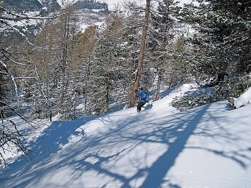 #5 Mourre-Froid/Queyras : Slalom en mélézin. Mourre-Froid/Queyras : Slalom en mélézin.