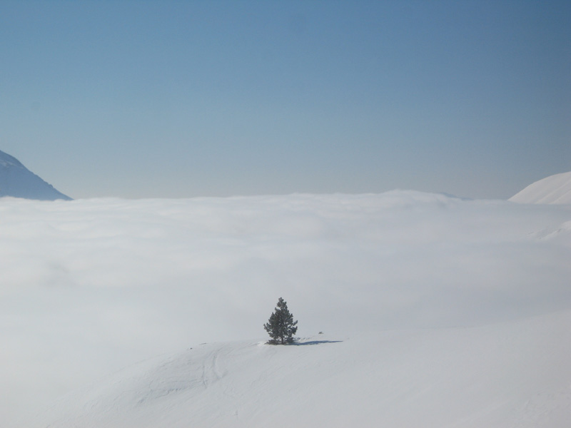 #3 Le petit sapin : Vaut-il mieux être seul au monde ou être bien entouré à Noel et finir dans la cheminée un mois après ... ? Le petit sapin : Vaut-il mieux être seul au monde ou être bien entouré à Noel et finir dans la cheminée un mois après ... ?
