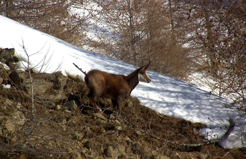 Chamois au granges de Claï haut