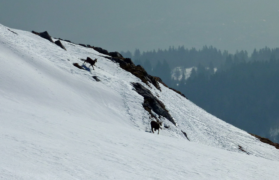 #4 Quatre Tête couloir SE : Chamois Quatre Tête couloir SE : Chamois