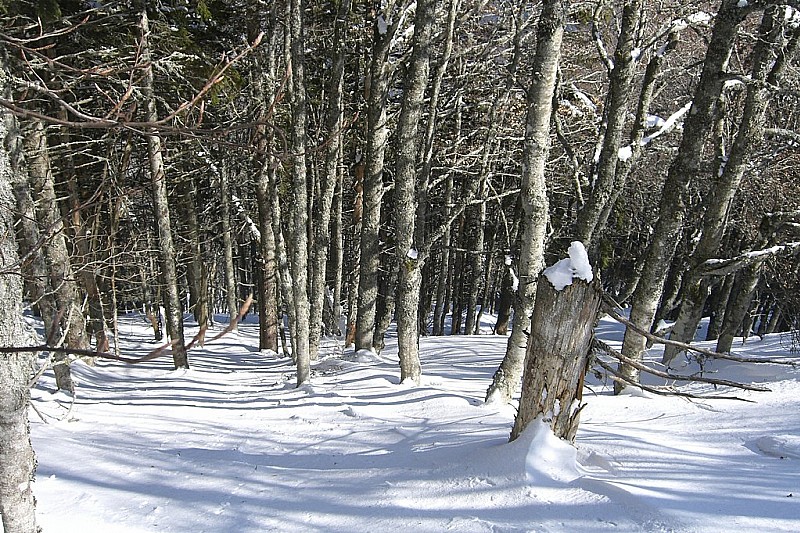 #1 Tour des Poignets nord : Super neige dans cette forêt dense Tour des Poignets nord : Super neige dans cette forêt dense