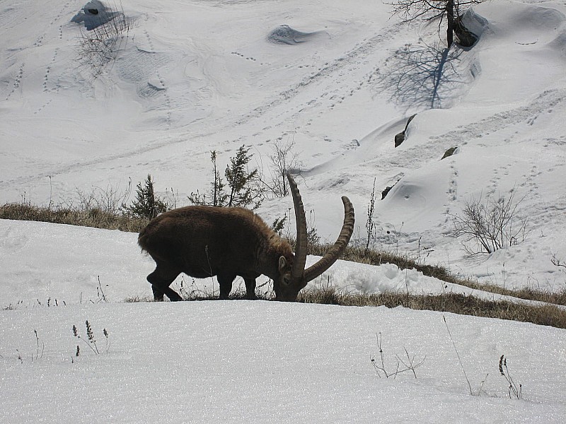 #4 bouquetin : pas sauvage l animal bouquetin : pas sauvage l animal