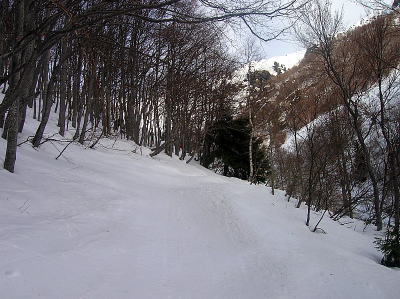 #1 Chemin : Le chemin en forêt le matin Chemin : Le chemin en forêt le matin
