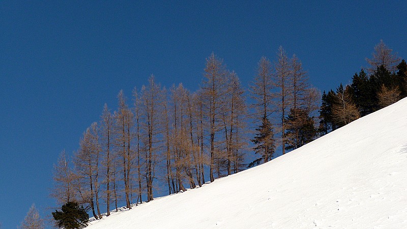 #5 Mélèzes en hiver Mélèzes en hiver