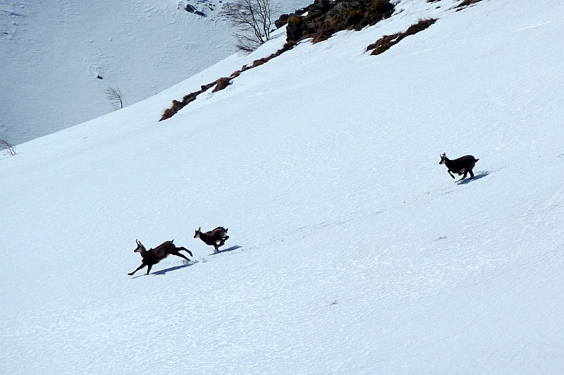 #5 chamois : sauvage ce versant E du Tabor... chamois : sauvage ce versant E du Tabor...