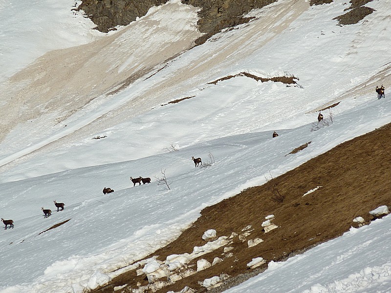 #2 Chamois : Sous Blonnière, plusieurs hardes de chamois. Une bonne cinquantaine de bêtes en tout Chamois : Sous Blonnière, plusieurs hardes de chamois. Une bonne cinquantaine de bêtes en tout