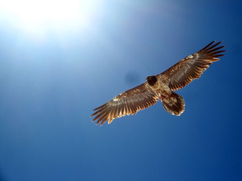 #2 un bel oiseau : le gypaète observé dans le secteur 2 jours plus tôt un bel oiseau : le gypaète observé dans le secteur 2 jours plus tôt