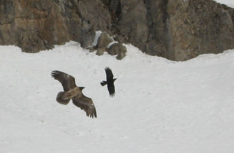#1 un jeune de l un jeune de l'année : Il poursuit un grand corbeau, ce dernier, bien plus maniable, se joue de lui !