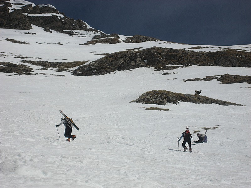 #1 Grande Balmaz : Le chamois ne consent à nous regarder que quand Gilles passe à travers la neige ... jusqu Grande Balmaz : Le chamois ne consent à nous regarder que quand Gilles passe à travers la neige ... jusqu'à la taille, il a l'air de dire : c'est pas bientôt fini ces sorties à la Grande Balmaz !