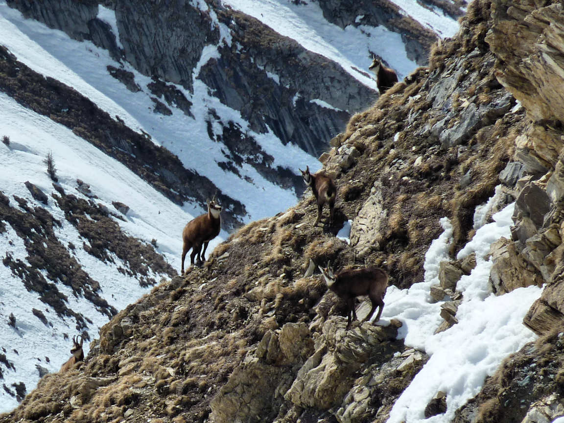 #17 Toute la famille : Après les bouquetins et le renard ... Toute la famille : Après les bouquetins et le renard ...