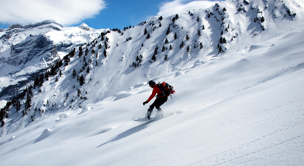 #22 Shama : plus calme que dans le couloir ! Shama : plus calme que dans le couloir !