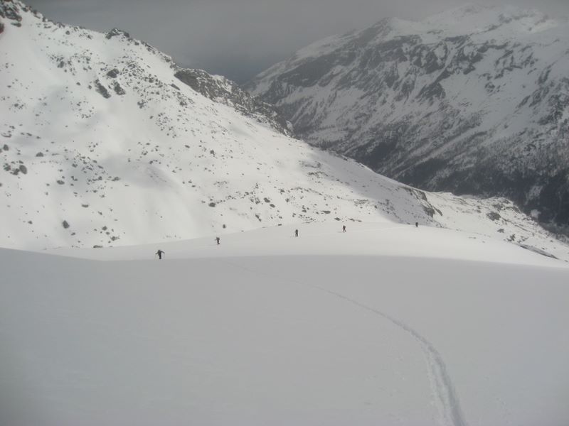 #3 Chenille processionnaire : ça monte tranquillement. Chenille processionnaire : ça monte tranquillement.