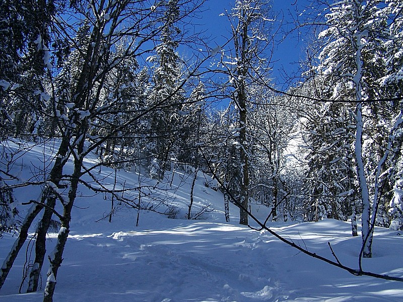 #2 Petit Som : La foret gavé de neige fraiche. Petit Som : La foret gavé de neige fraiche.