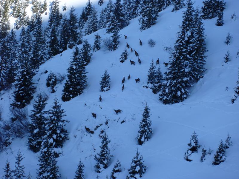#2 tour de Comberousse : pleins de chamois partout .... tour de Comberousse : pleins de chamois partout ....
