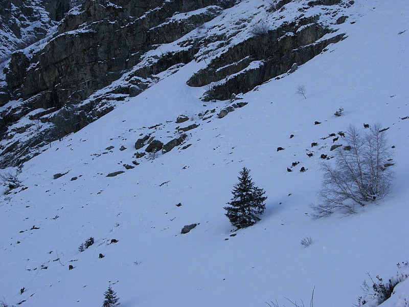 #8 Chamois : superbe troupeau (environ 25) de chamois qui a passé la journée dans les pentes sous le rocher d Chamois : superbe troupeau (environ 25) de chamois qui a passé la journée dans les pentes sous le rocher d'argille 500m avant le refuge...