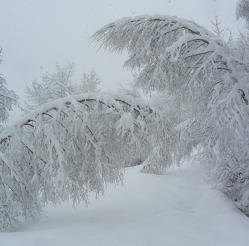 #3 Bouleaux : Ils ont bien souffert cet hiver... Bouleaux : Ils ont bien souffert cet hiver...