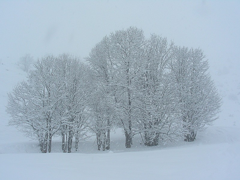 #1 Arbres : Bien chargés ! Arbres : Bien chargés !
