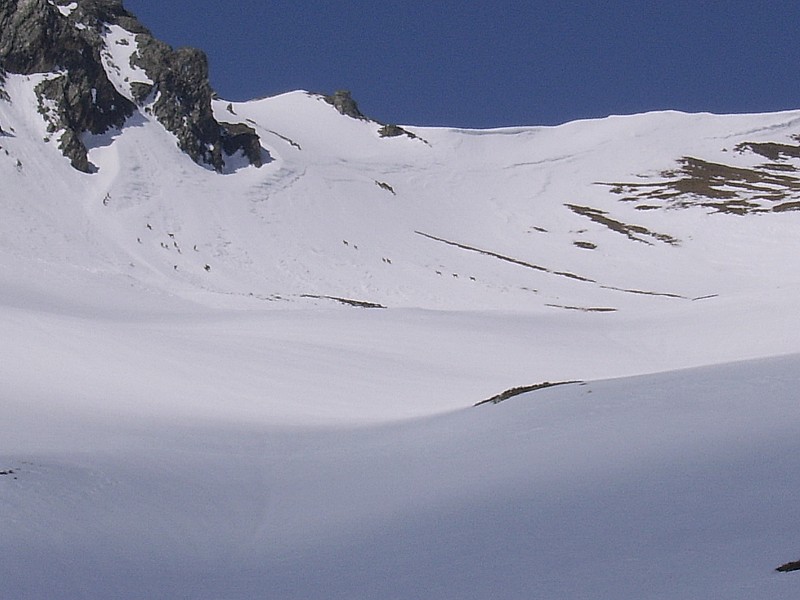 #5 sous le col d sous le col d'arplane : rassemblement de chamois
