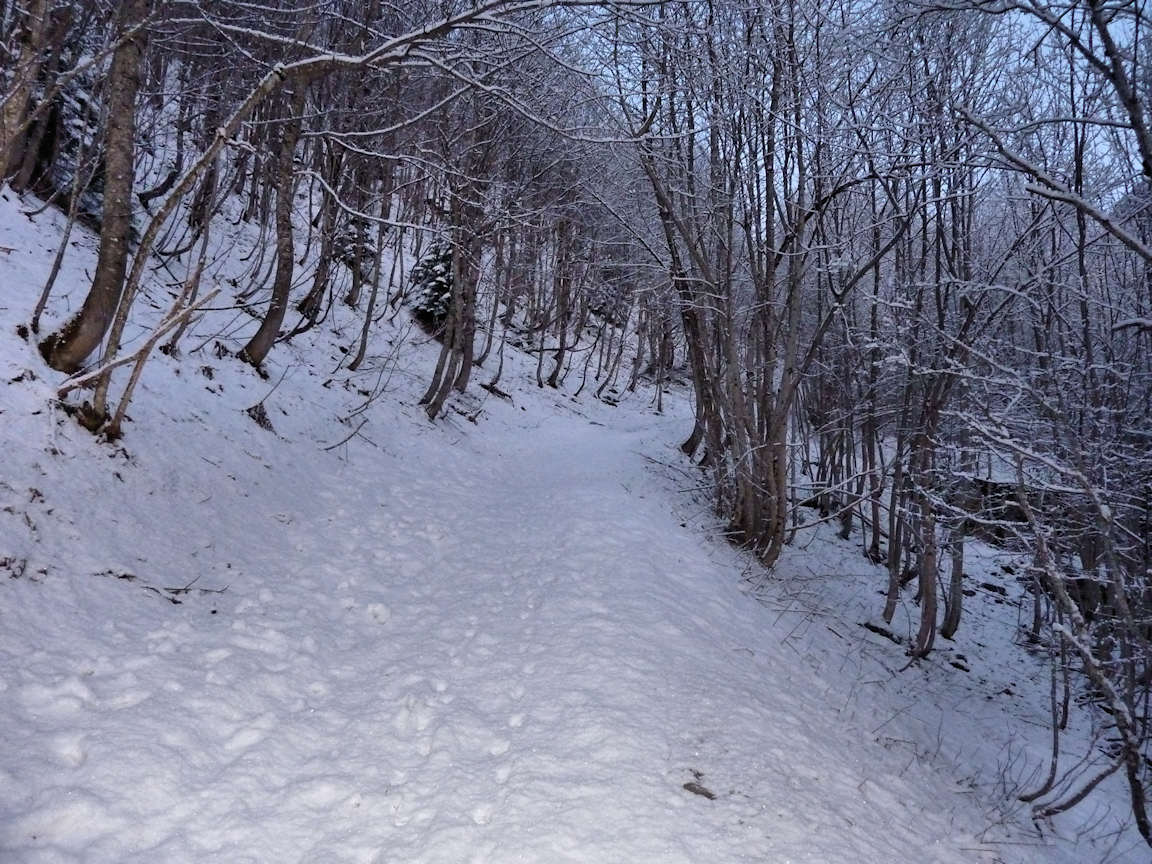 #9 La forêt à la montée : Avec la poudre de la veille, mais en quantité insuffisante pour chausser. La forêt à la montée : Avec la poudre de la veille, mais en quantité insuffisante pour chausser.
