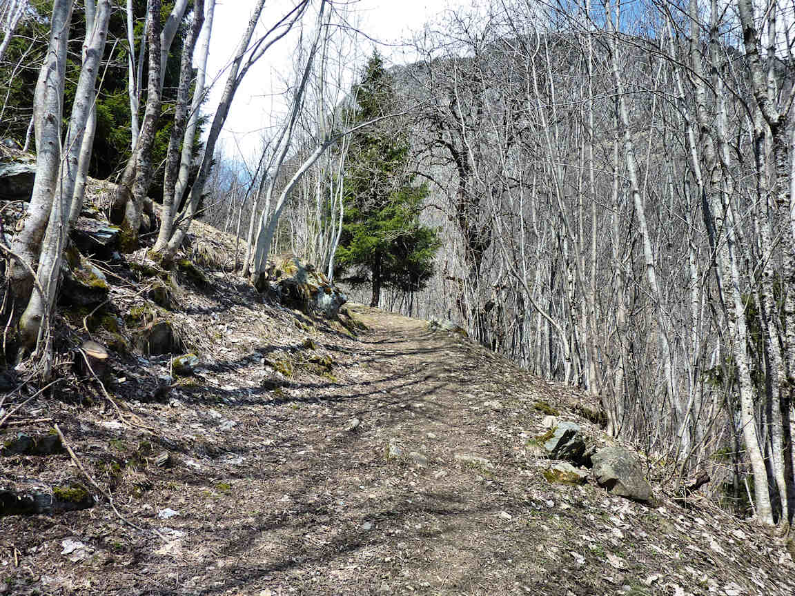 #8 La forêt à la descente : Plus aucune trace de la neige de la veille. La forêt à la descente : Plus aucune trace de la neige de la veille.