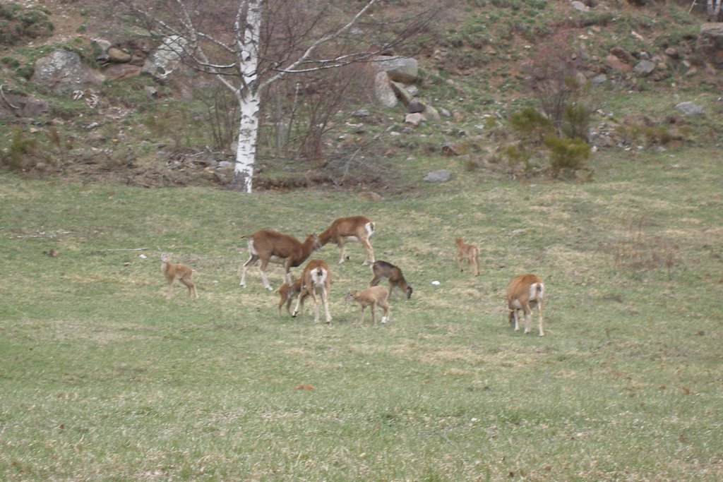 #5 Les mouflons de Porté : ils sont dans le village Les mouflons de Porté : ils sont dans le village