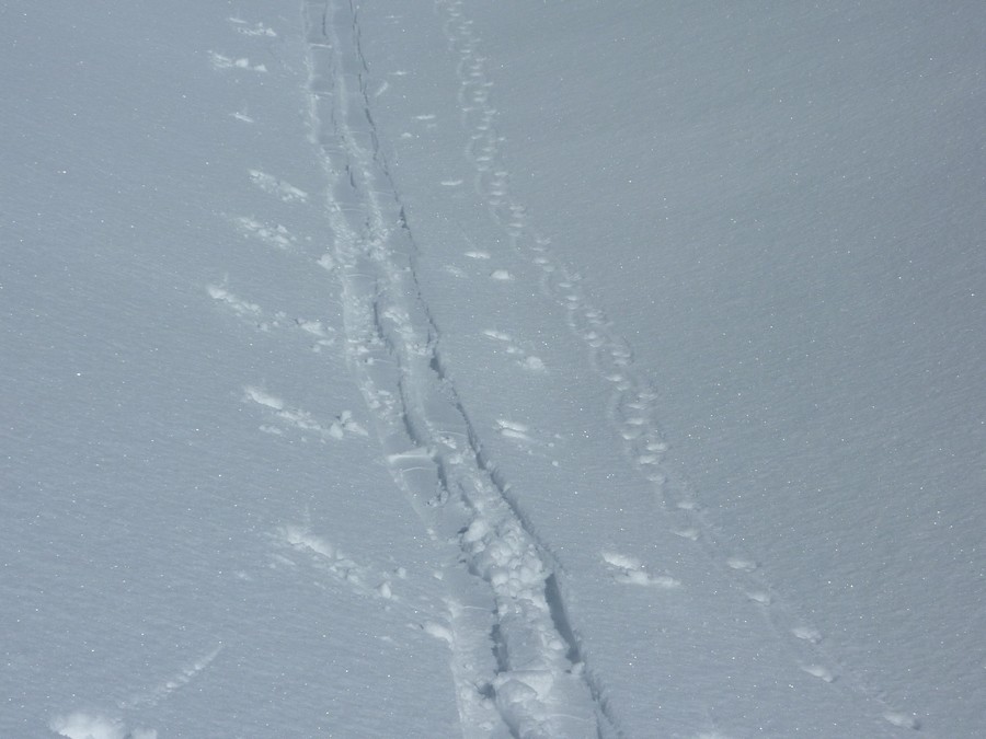 #16 Aiguillettes : Piste Aiguillettes : Piste