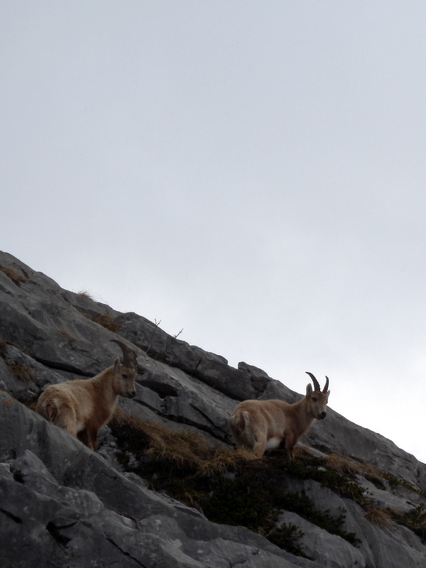 #1 compagnons : mes seuls compagnons sur Pointe Blanche ... bien plus à l compagnons : mes seuls compagnons sur Pointe Blanche ... bien plus à l'aise que moi, surtout à la montée ;-))