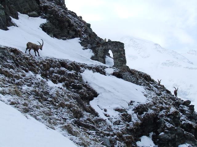 #4 Pointe Infèrieure du Tricot : le départ du chemin menant à Plan Glacier, pour rejoindre la face aujourd Pointe Infèrieure du Tricot : le départ du chemin menant à Plan Glacier, pour rejoindre la face aujourd'hui . bel acceuil en tous cas.