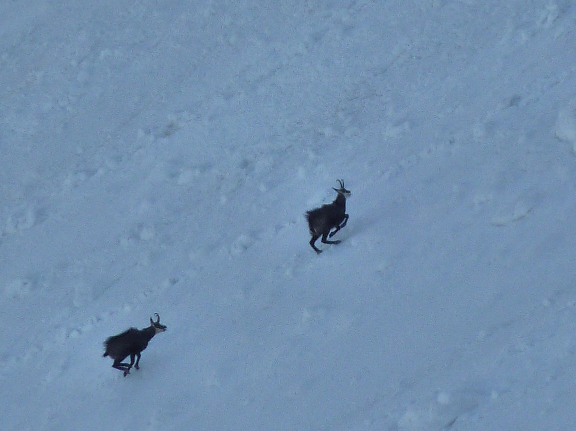 #7 Chamois : Après les chevreuils sur la route d Chamois : Après les chevreuils sur la route d'accès...