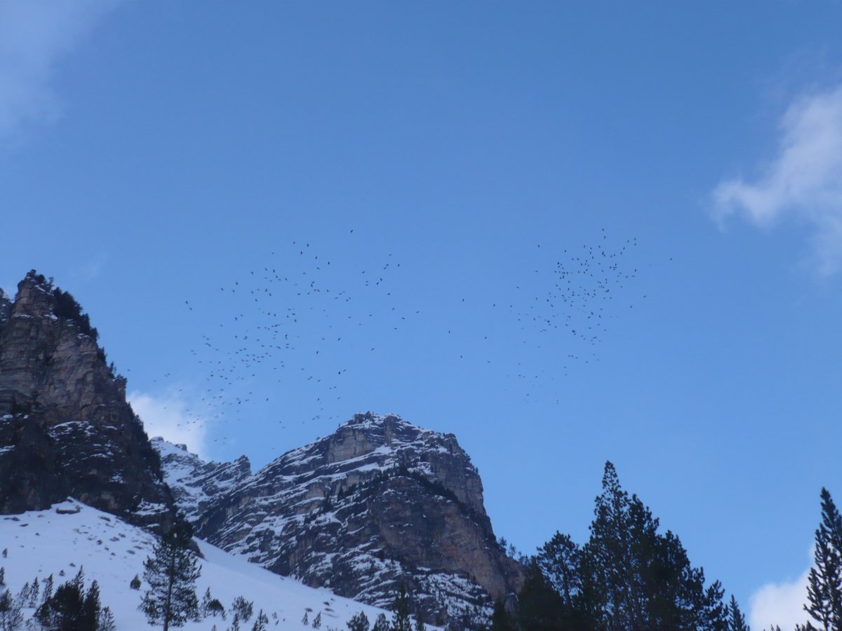 #2 Vol de corbeaux : Corbeaux ou choucas/chocards ? Ceux vus au refuge avaient le bec noir... Vol de corbeaux : Corbeaux ou choucas/chocards ? Ceux vus au refuge avaient le bec noir...