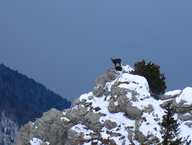 #5 Chamois : Chamois du Chablais sur fond de Léman. Chamois : Chamois du Chablais sur fond de Léman.