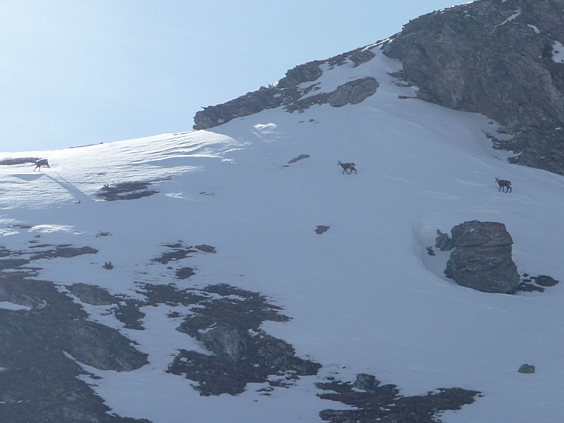 #1 Chamois en vue : Rapide les cocos Chamois en vue : Rapide les cocos