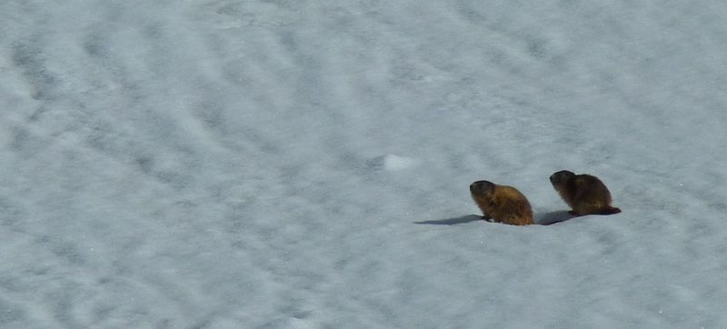 #2 marmotte vers 2100m : perplexes avec autant de neige ! marmotte vers 2100m : perplexes avec autant de neige !